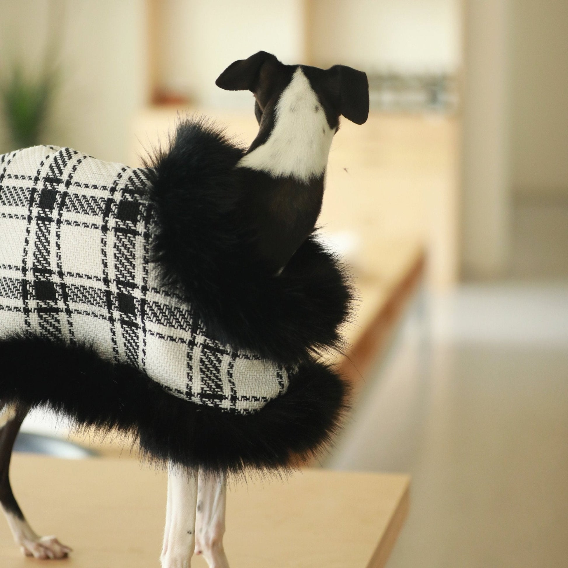 Lightweight Autumn Cloak Coat for Italian Greyhound - PIKAPIKA