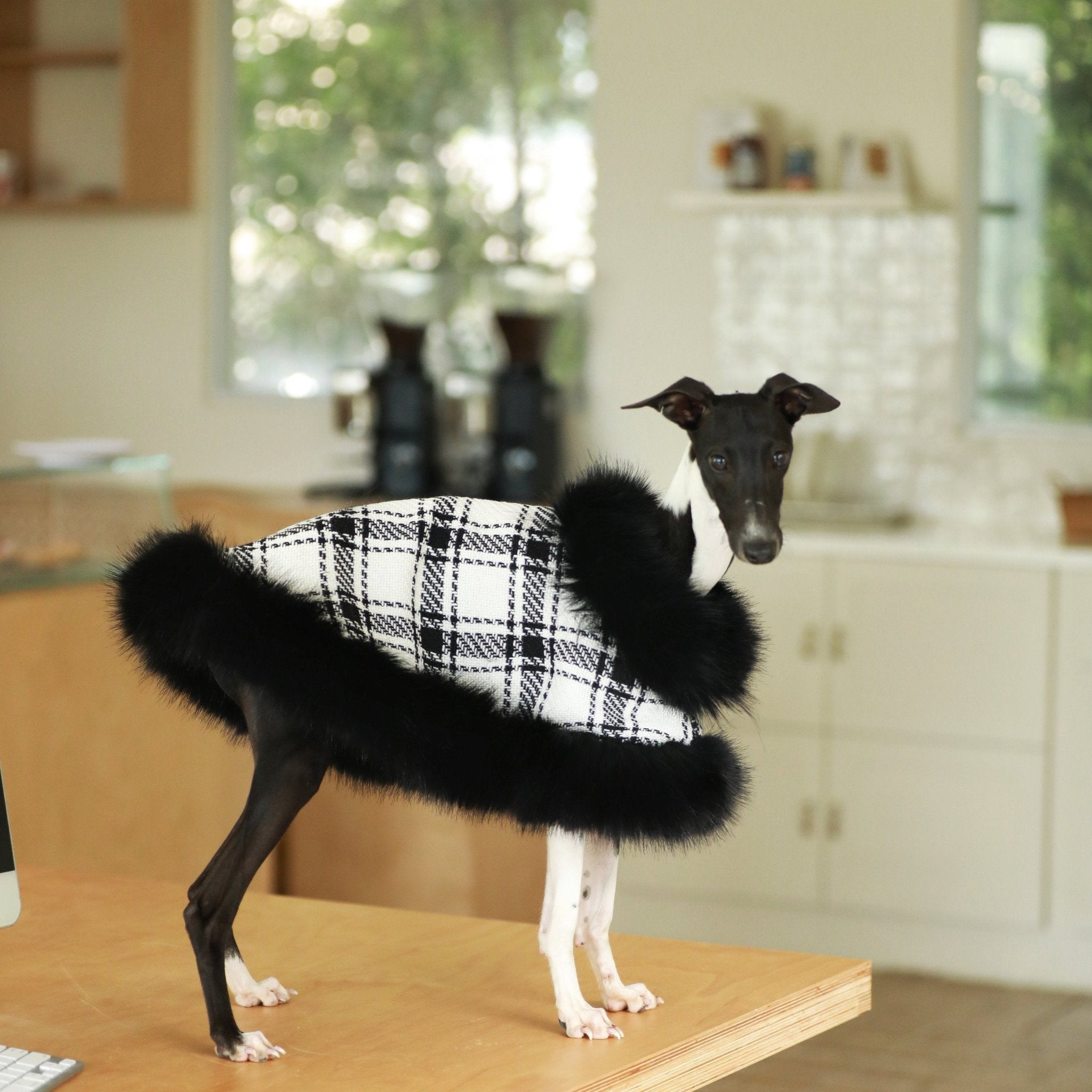 Lightweight Autumn Cloak Coat for Italian Greyhound - PIKAPIKA