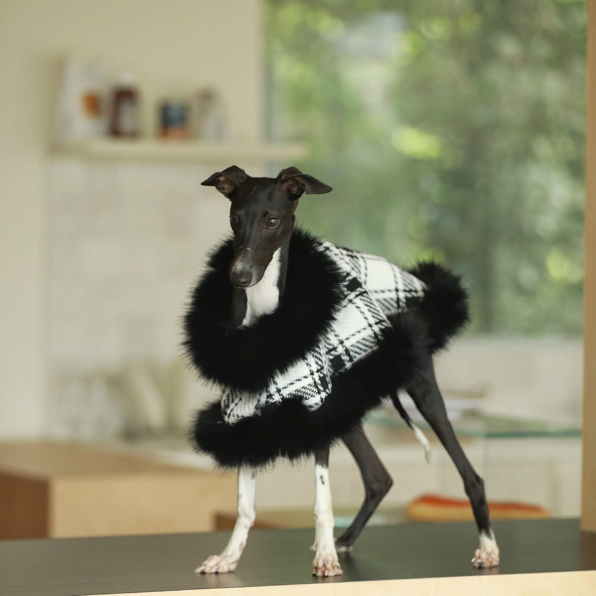 Lightweight Autumn Cloak Coat for Italian Greyhound - PIKAPIKA