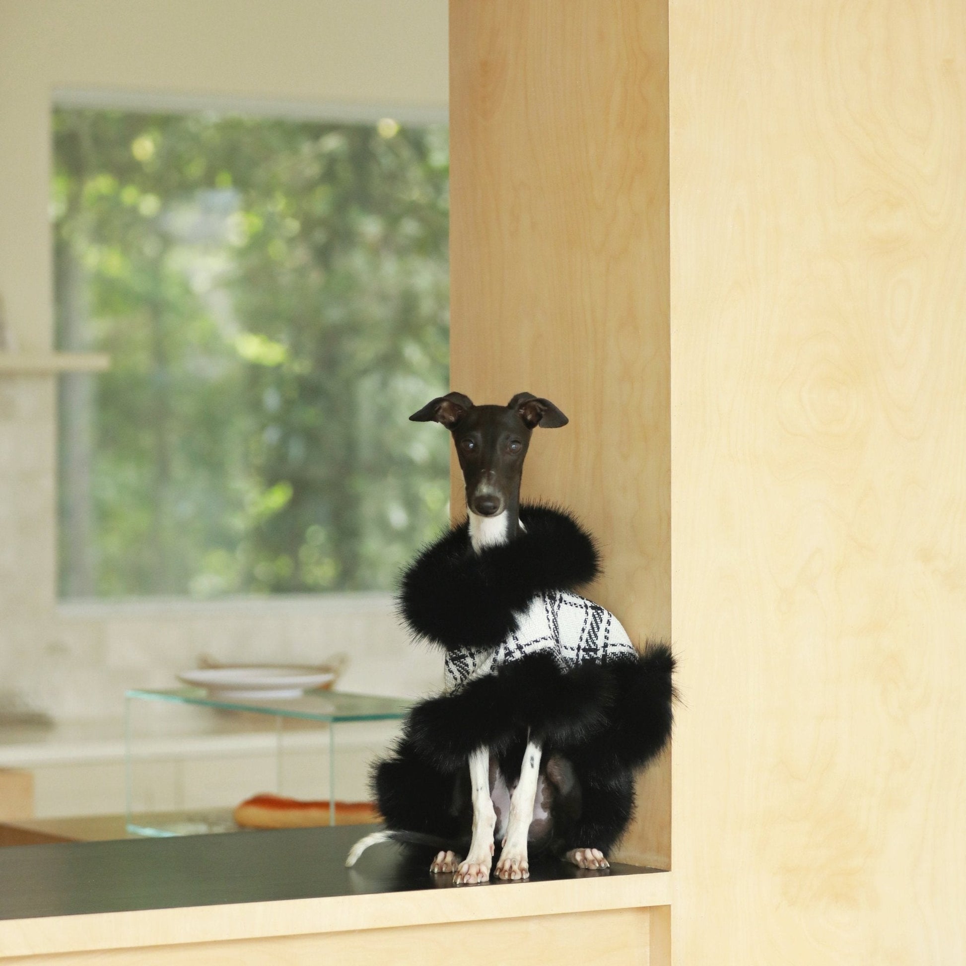 Lightweight Autumn Cloak Coat for Italian Greyhound - PIKAPIKA