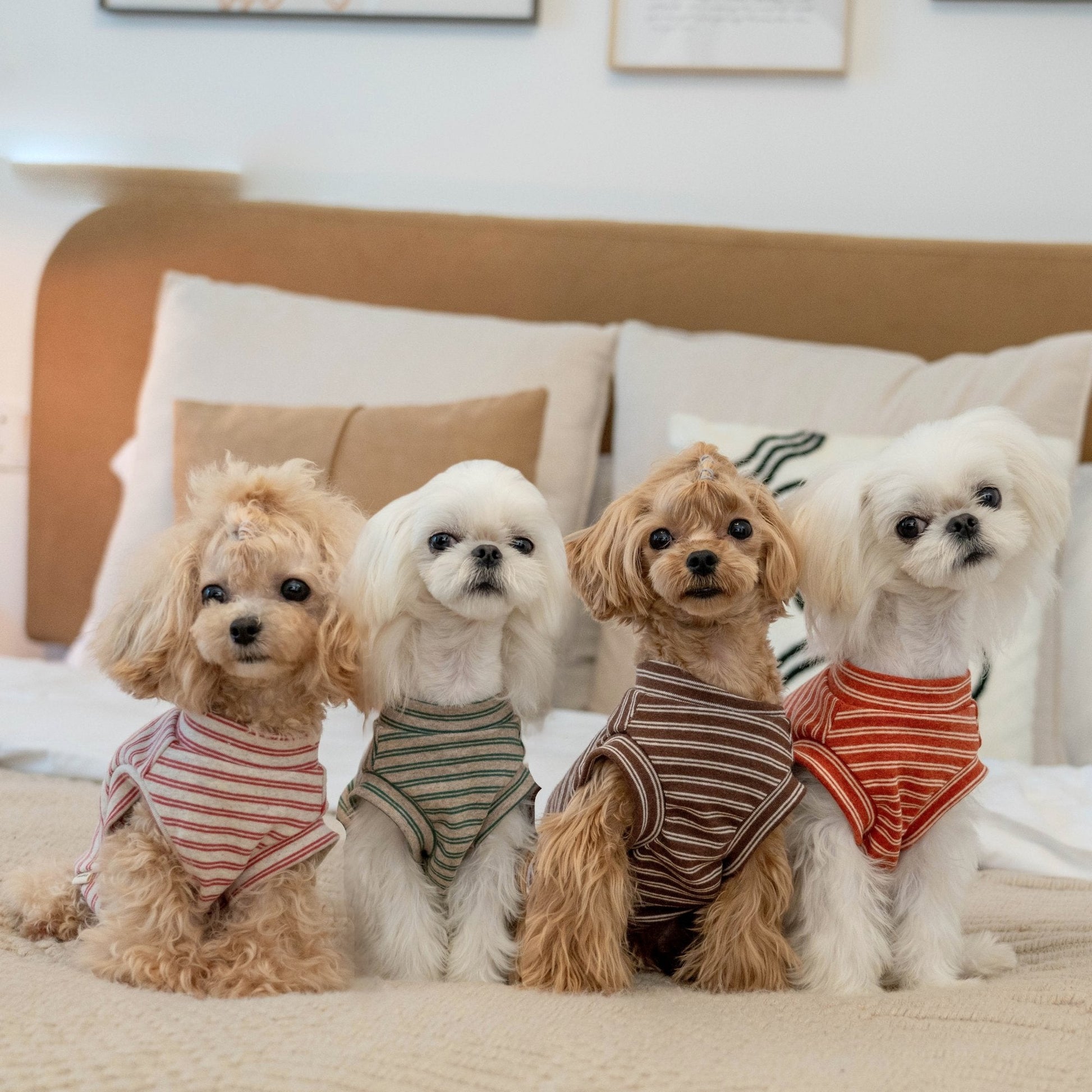 Lightweight Brushed Cotton Tank Top for Toy Dogs - PIKAPIKA