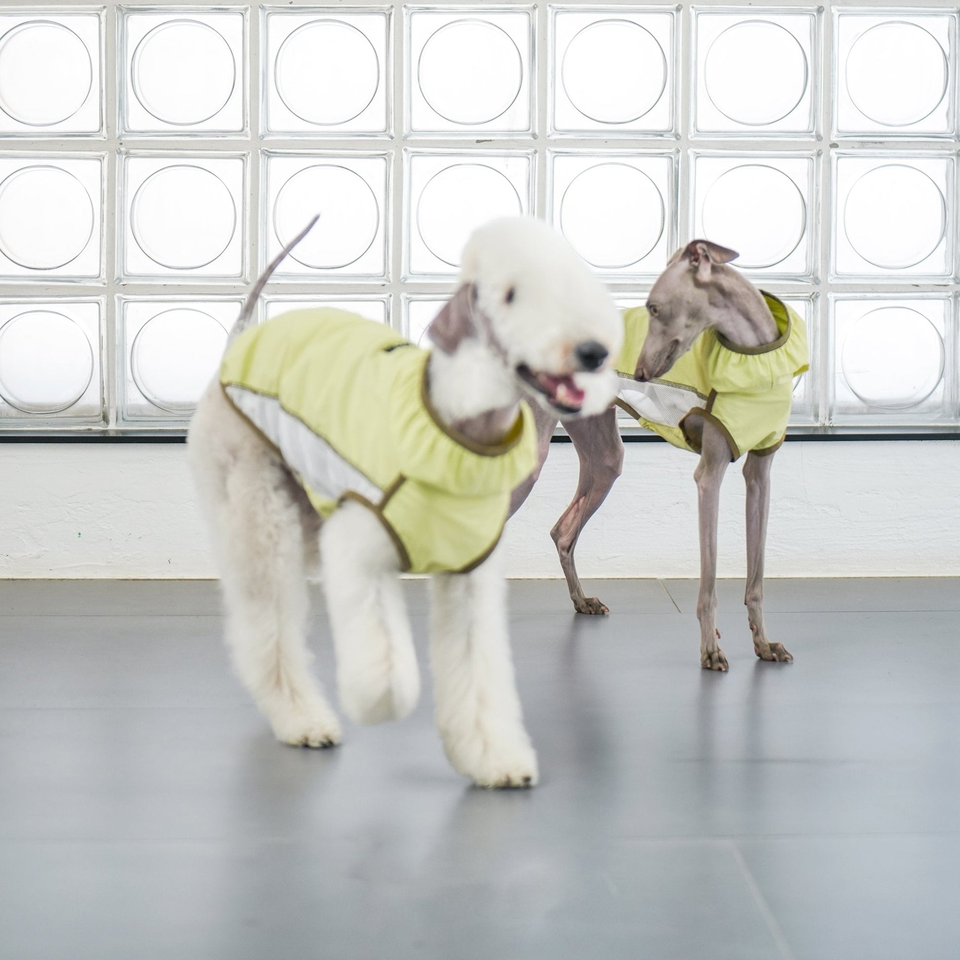 Lightweight Cooling Shirt UPF50+ Summer Wear for Dogs - PIKAPIKA