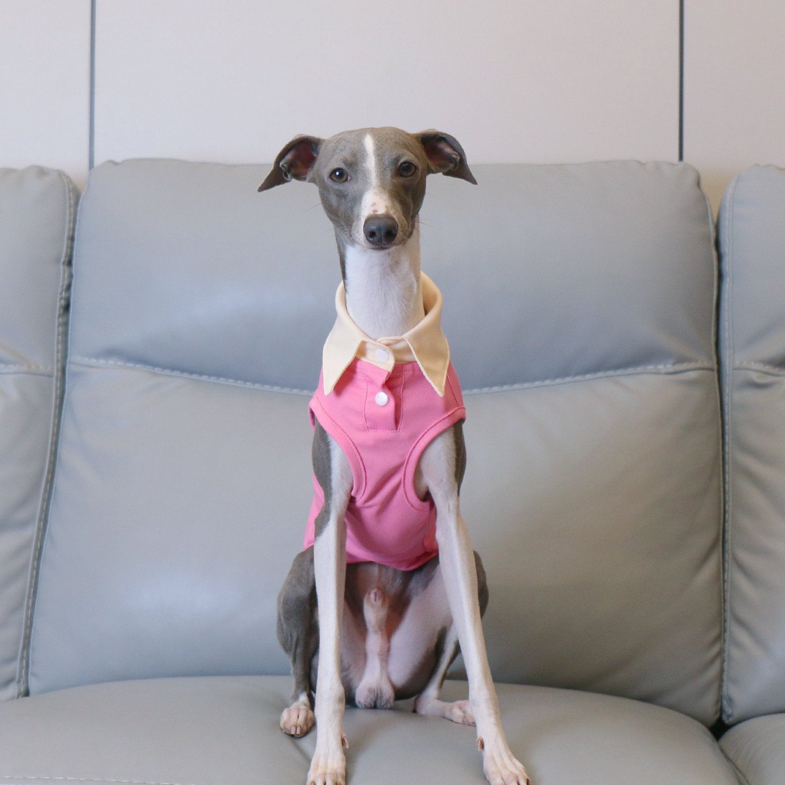 Lightweight Polo Shirt Pink Summer Wear for Sighthound Breeds - PIKAPIKA