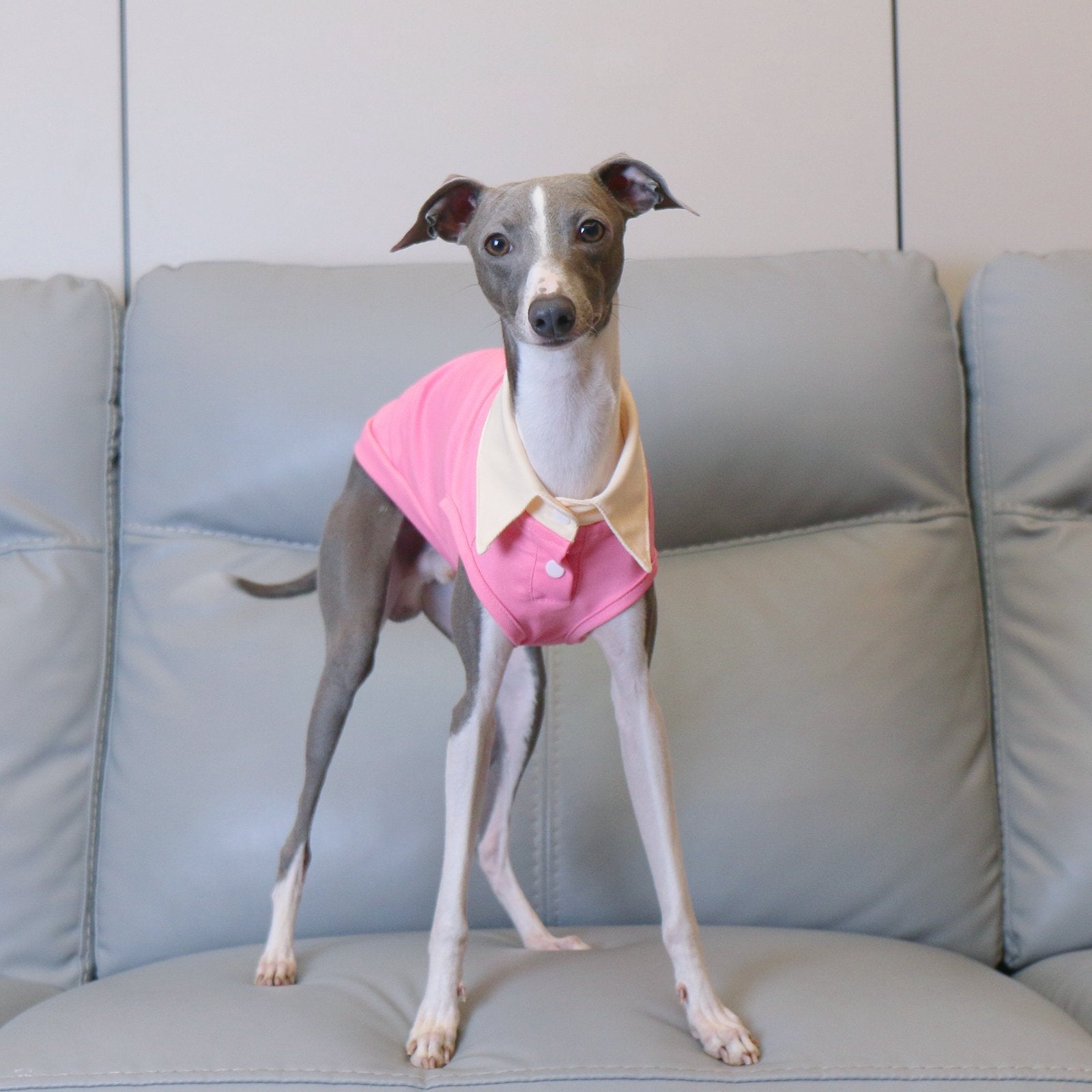 Lightweight Polo Shirt Pink Summer Wear for Sighthound Breeds - PIKAPIKA