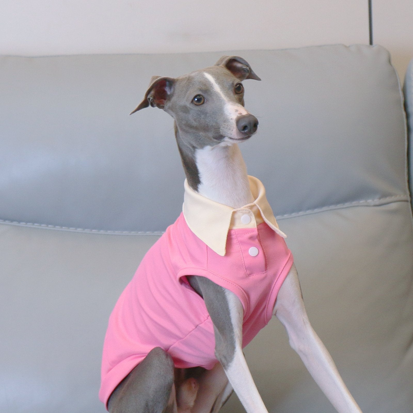 Lightweight Polo Shirt Pink Summer Wear for Sighthound Breeds - PIKAPIKA