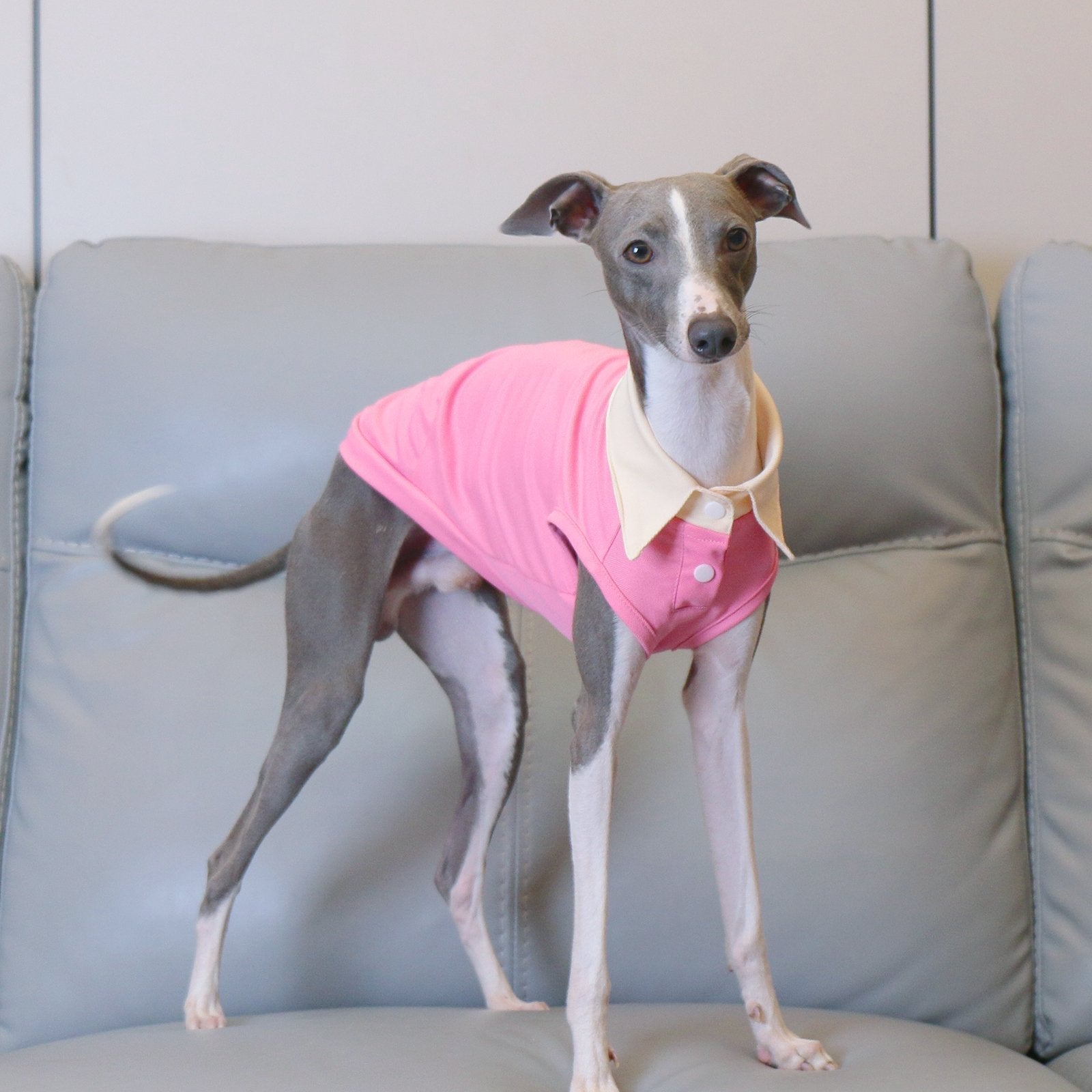 Lightweight Polo Shirt Pink Summer Wear for Sighthound Breeds - PIKAPIKA