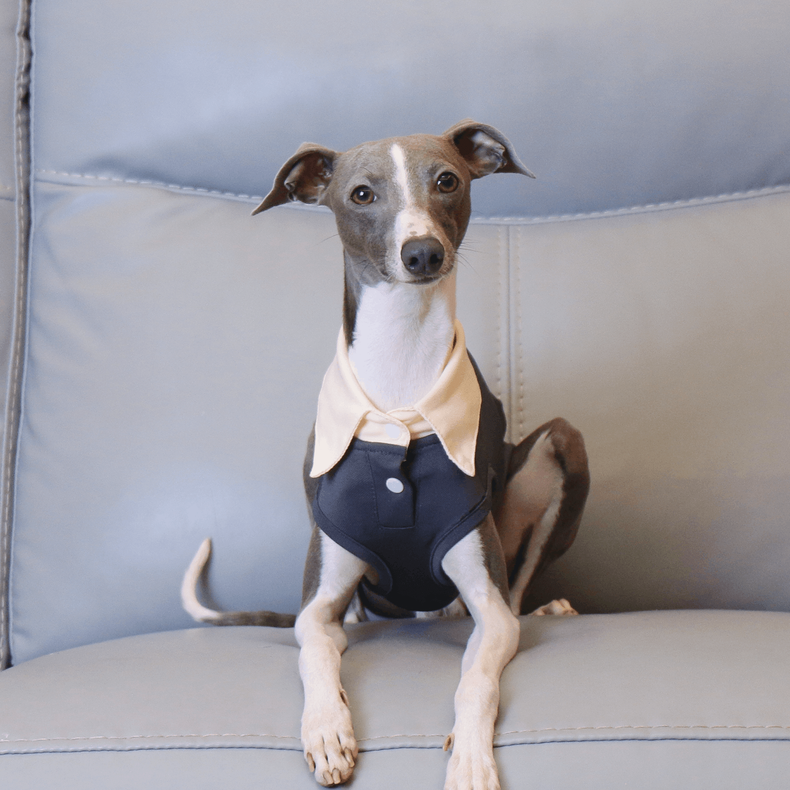 Lightweight Polo Shirt Summer Vest for Sighthound Breeds - PIKAPIKA