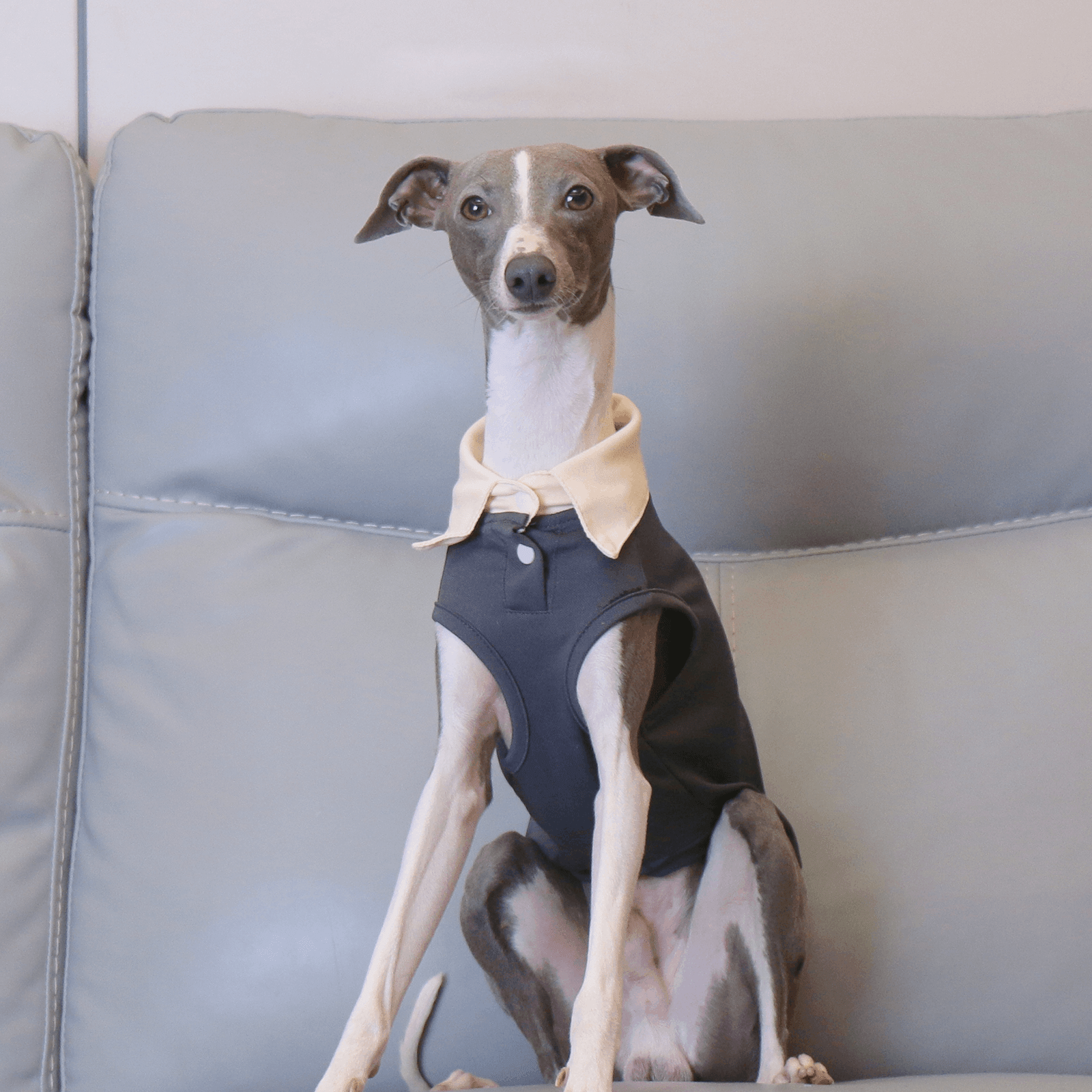 Lightweight Polo Shirt Summer Vest for Sighthound Breeds - PIKAPIKA
