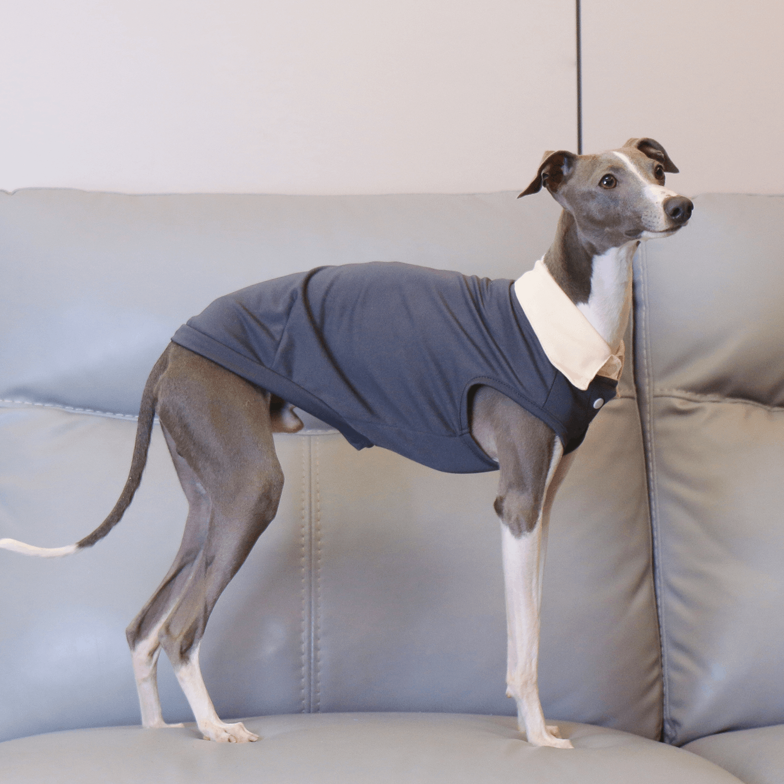 Lightweight Polo Shirt Summer Vest for Sighthound Breeds - PIKAPIKA