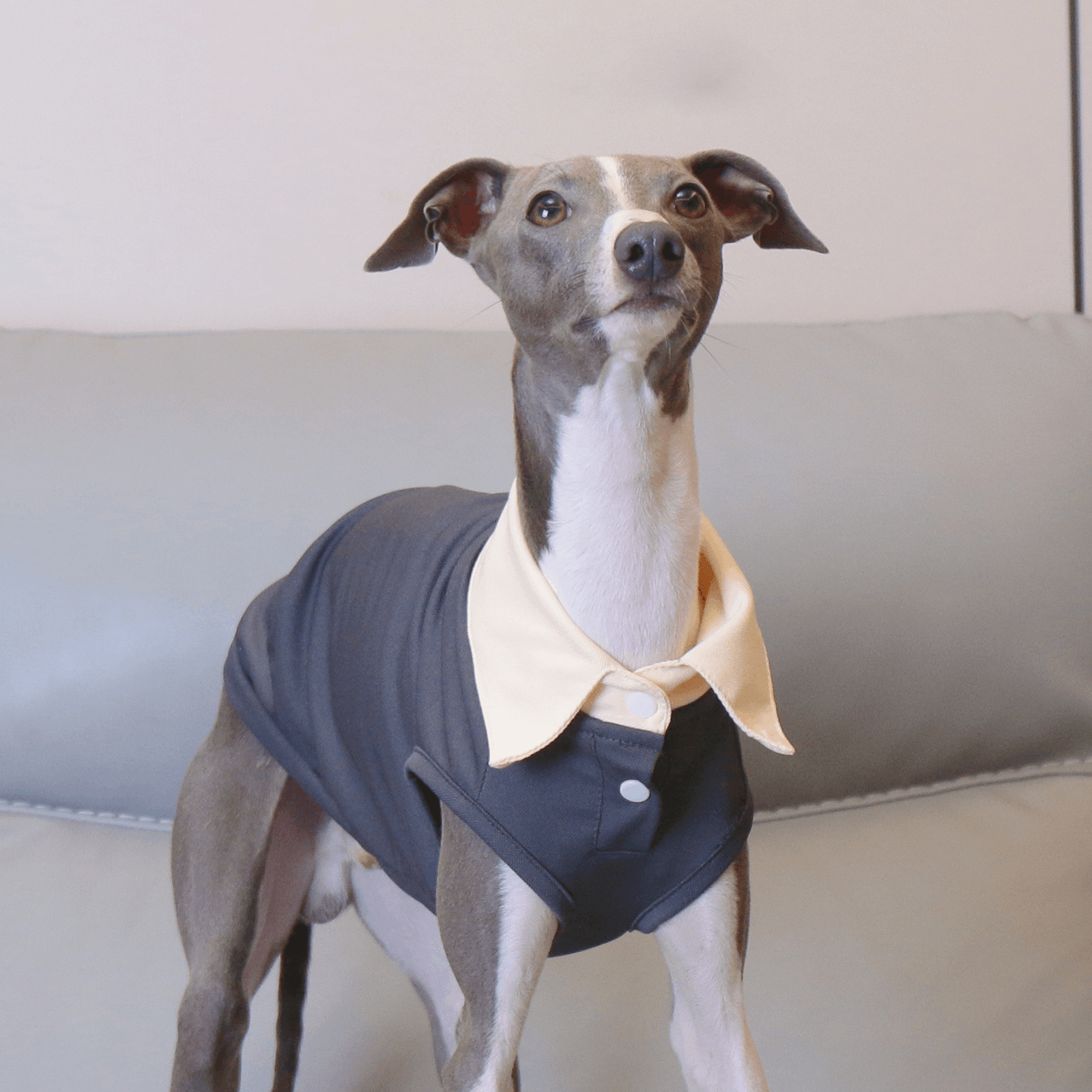 Lightweight Polo Shirt Summer Vest for Sighthound Breeds - PIKAPIKA