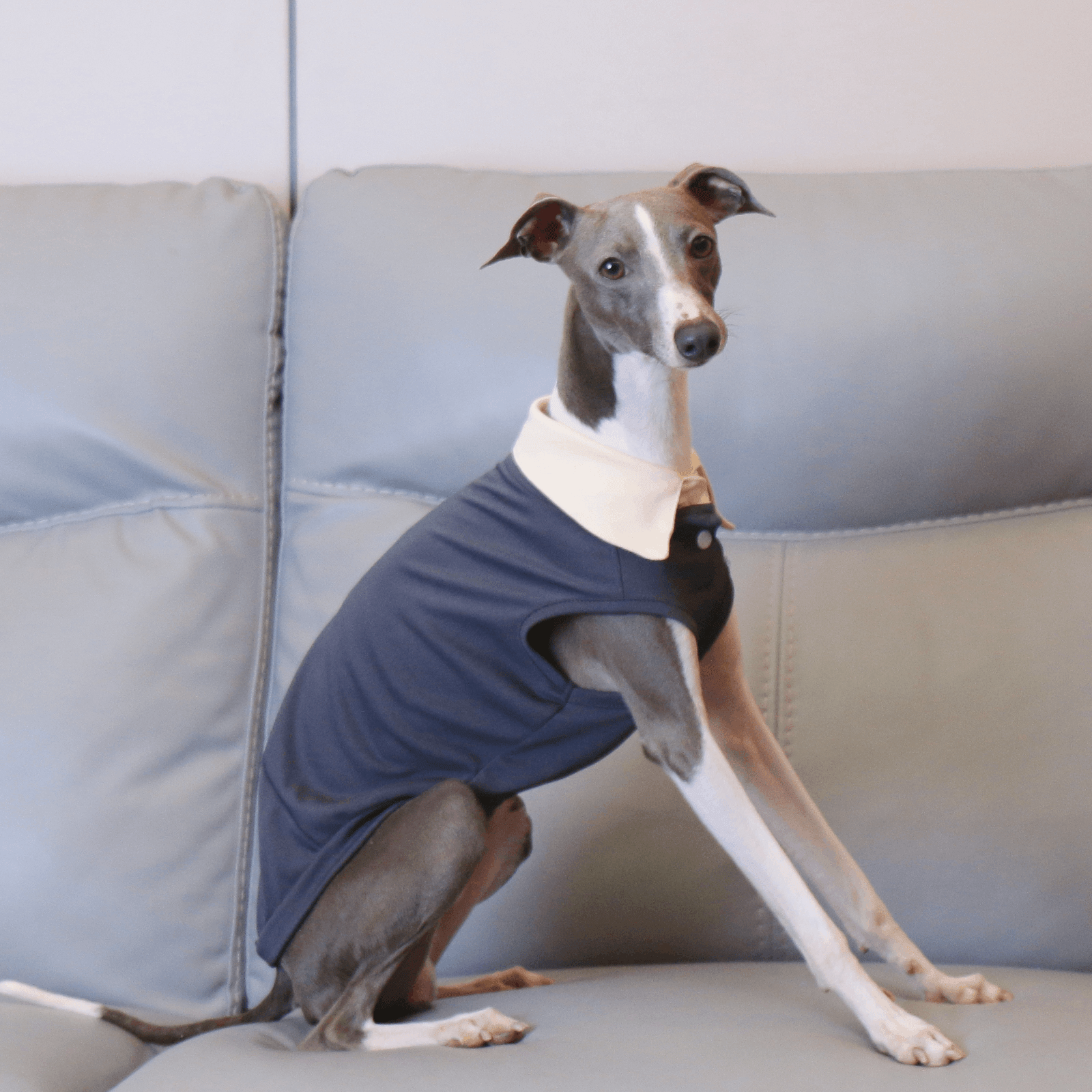 Lightweight Polo Shirt Summer Vest for Sighthound Breeds - PIKAPIKA