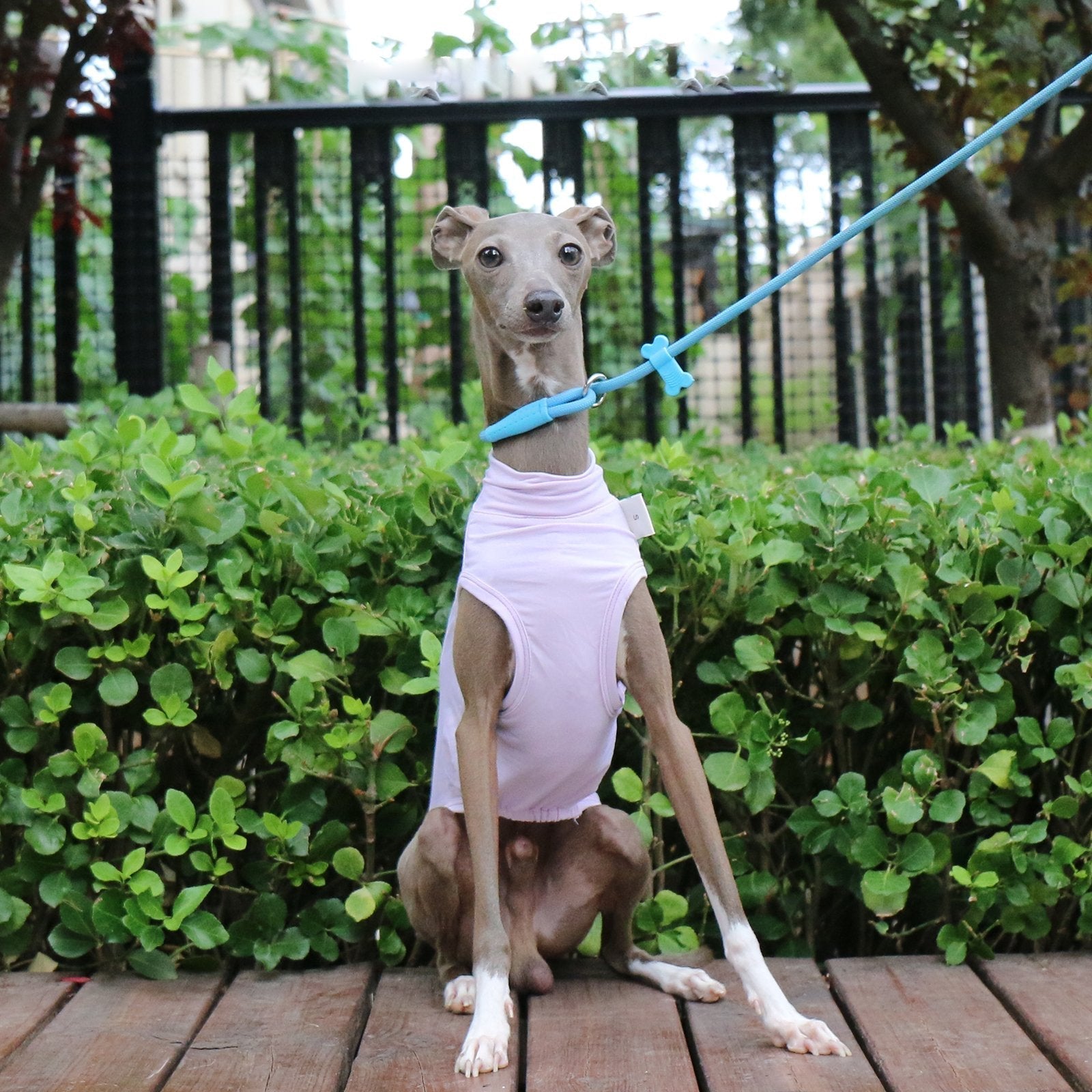 Lightweight UV Vest Purple Cooling Wear for Sighthounds - PIKAPIKA