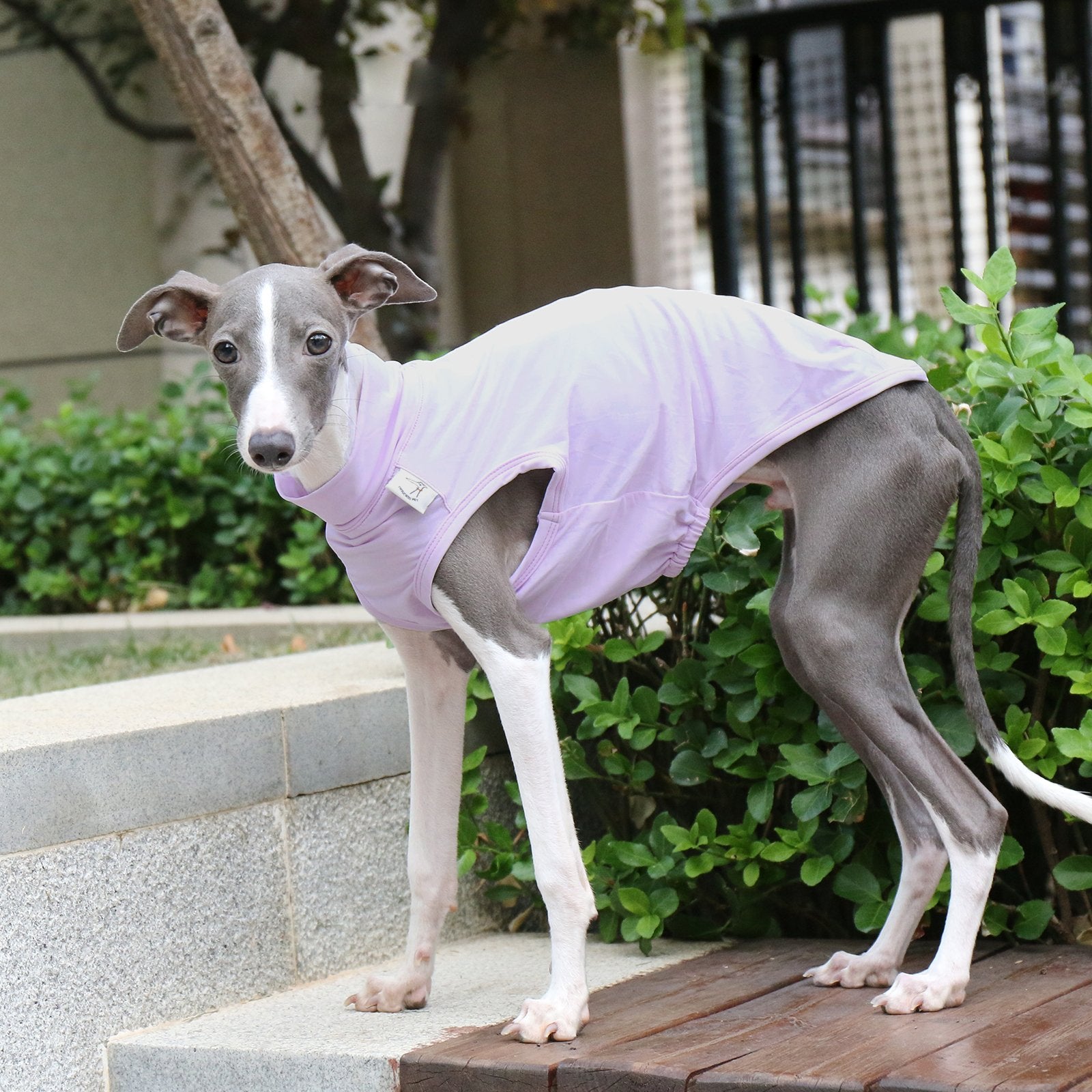 Lightweight UV Vest Purple Cooling Wear for Sighthounds - PIKAPIKA