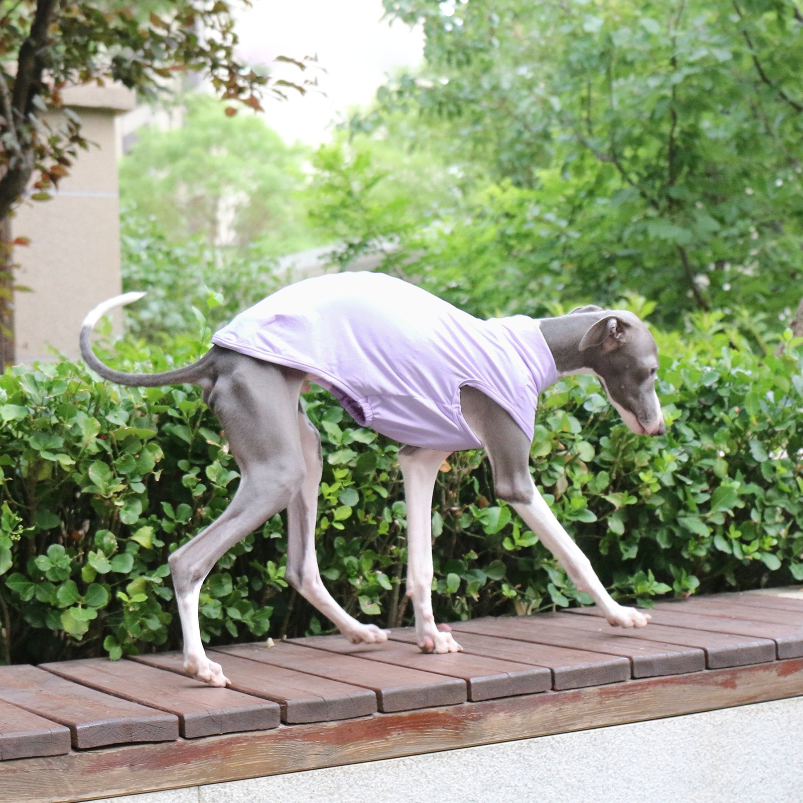 Lightweight UV Vest Purple Cooling Wear for Sighthounds - PIKAPIKA