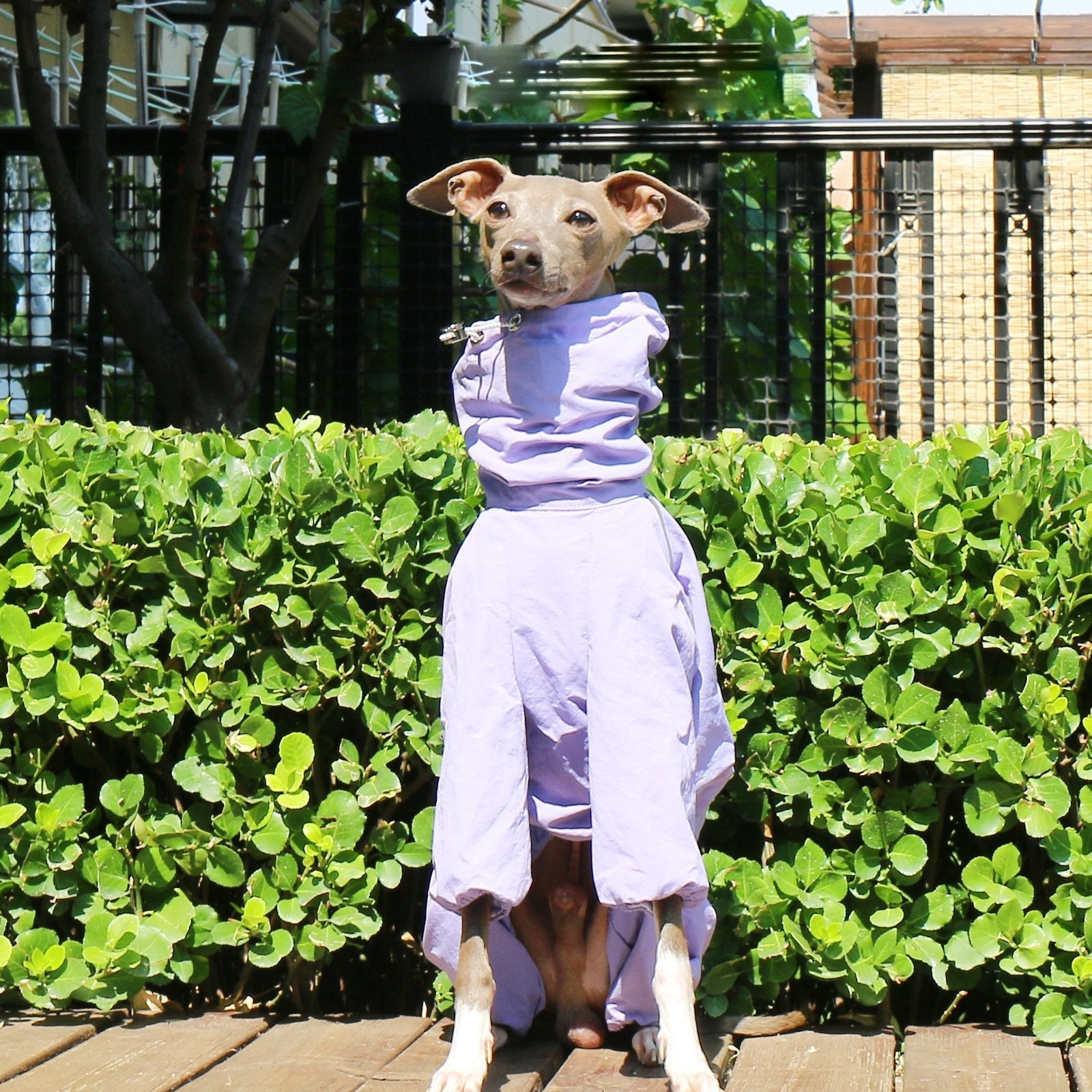 Lightweight Waterproof Jacket Highneck Zip Raincoat for Sighthound Breeds - PIKAPIKA