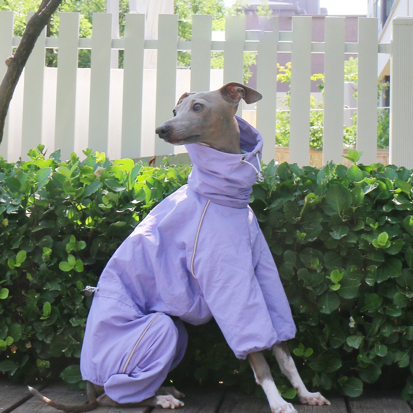 Lightweight Waterproof Jacket Highneck Zip Raincoat for Sighthound Breeds - PIKAPIKA