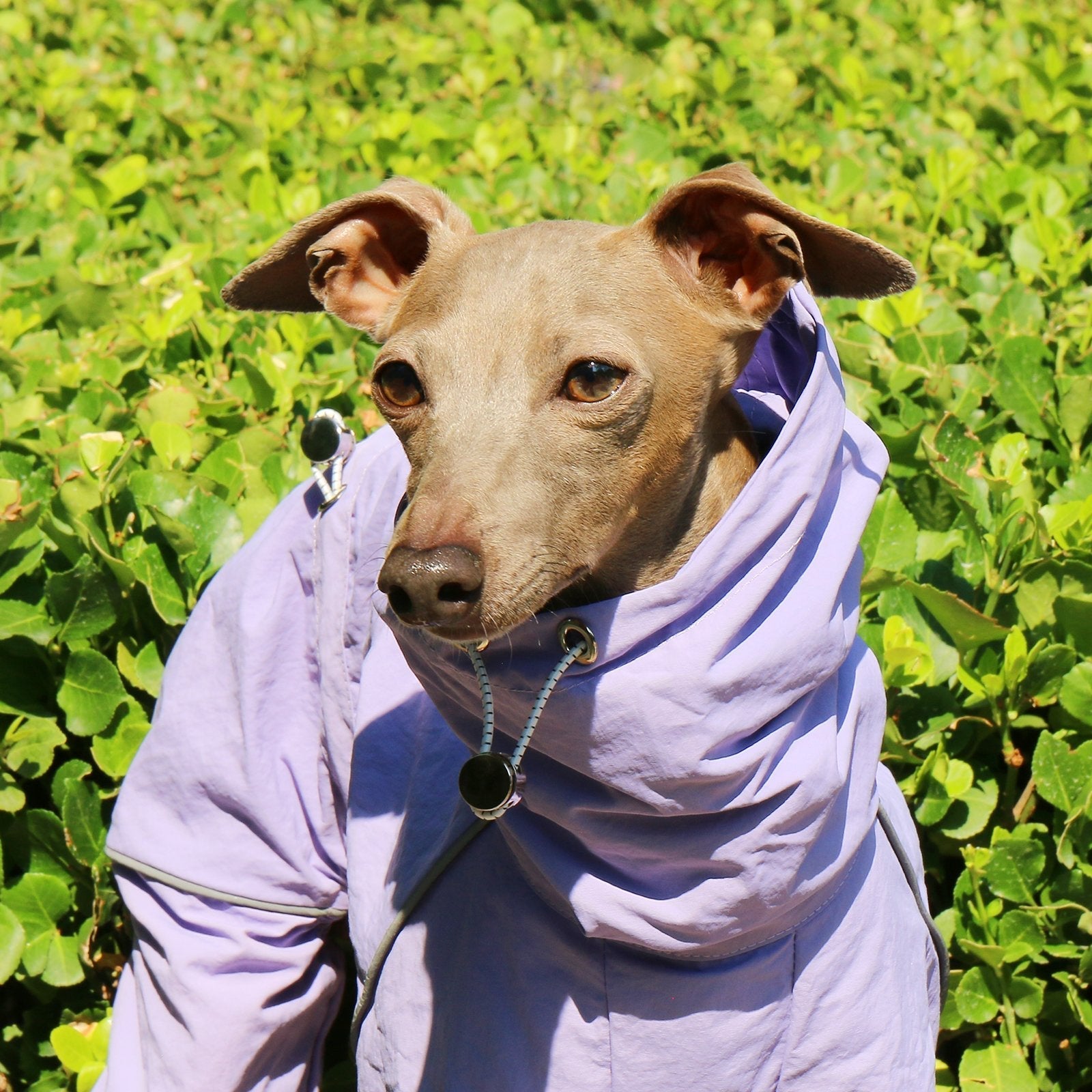 Lightweight Waterproof Jacket Highneck Zip Raincoat for Sighthound Breeds - PIKAPIKA