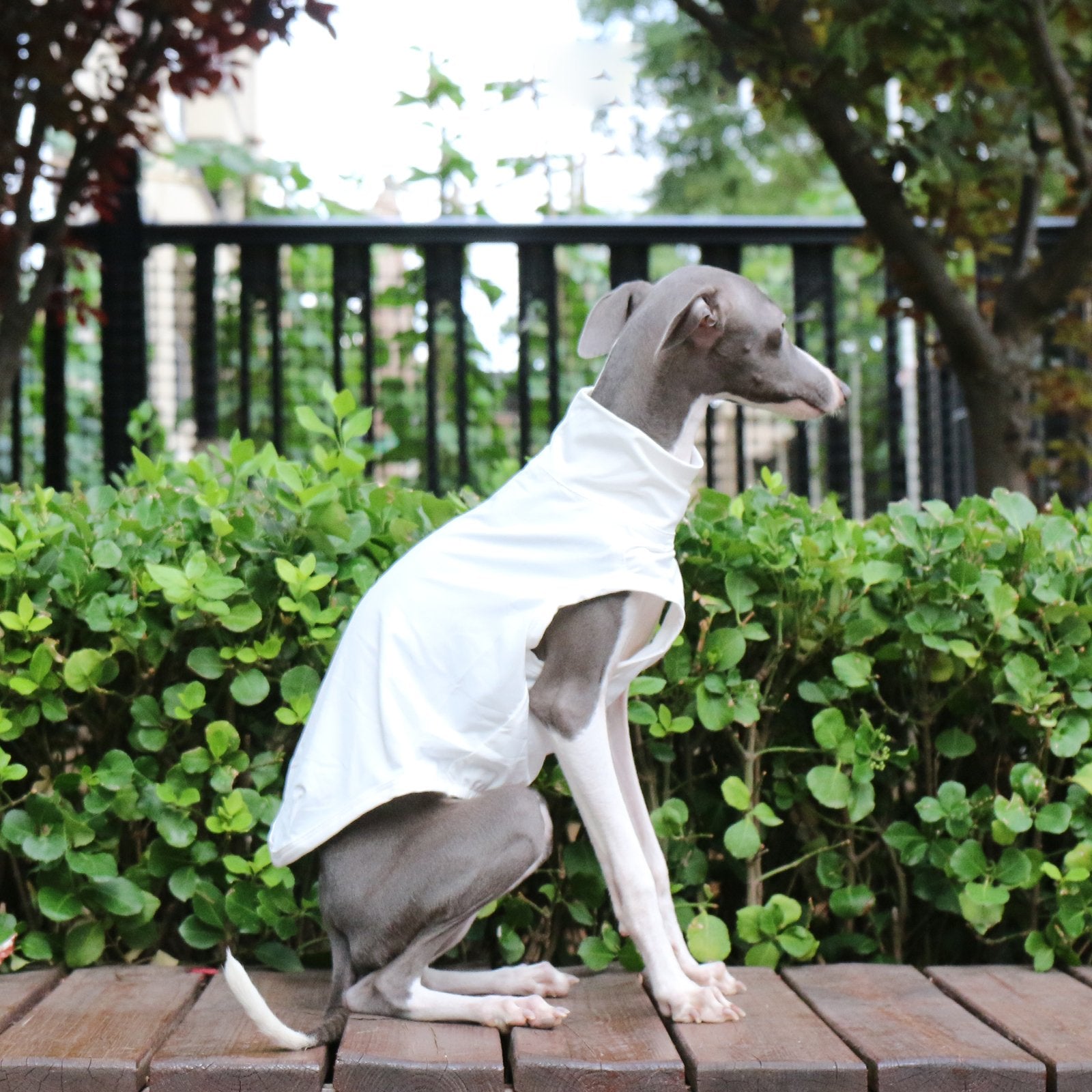 Lightweight White Vest Breathable Summer Wear for Sighthounds - PIKAPIKA