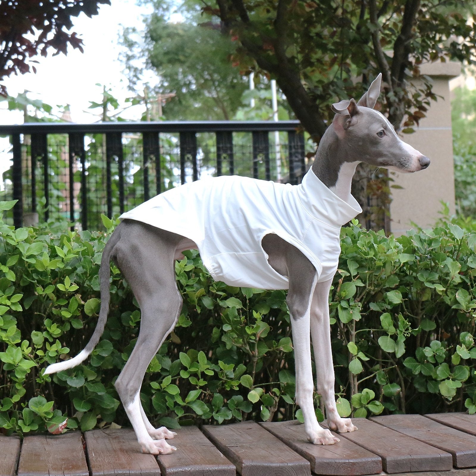 Lightweight White Vest Breathable Summer Wear for Sighthounds - PIKAPIKA
