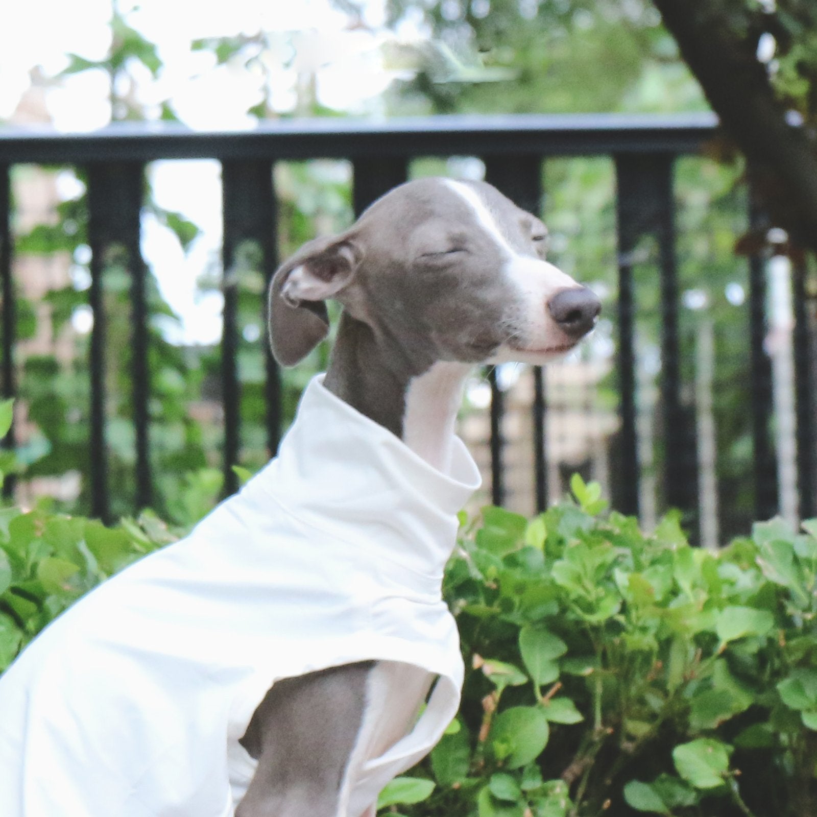 Lightweight White Vest Breathable Summer Wear for Sighthounds - PIKAPIKA