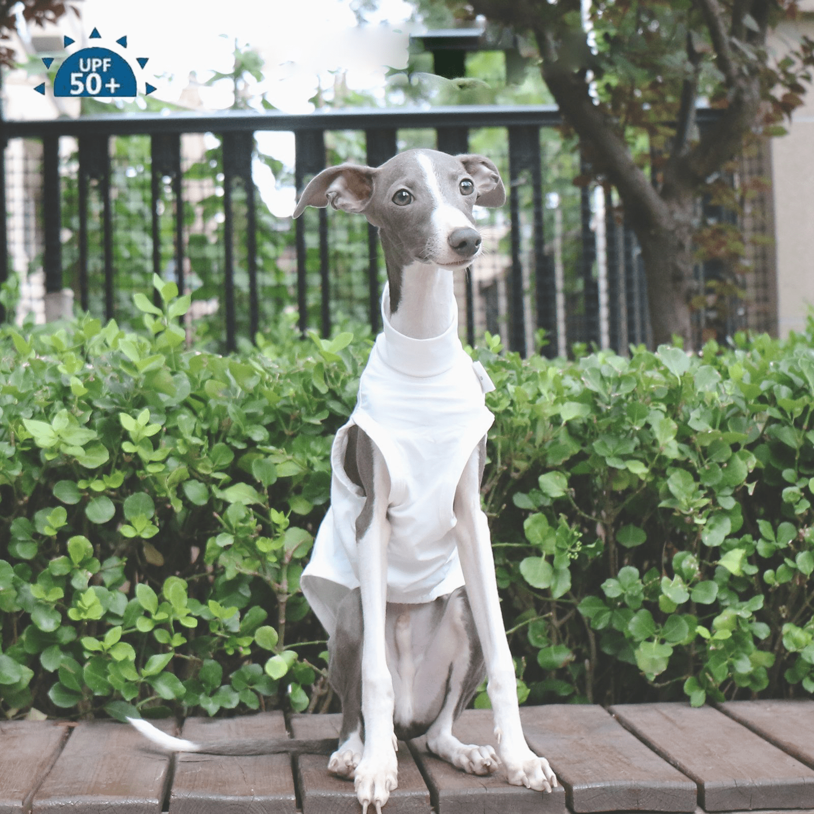 Lightweight White Vest Breathable Summer Wear for Sighthounds - PIKAPIKA