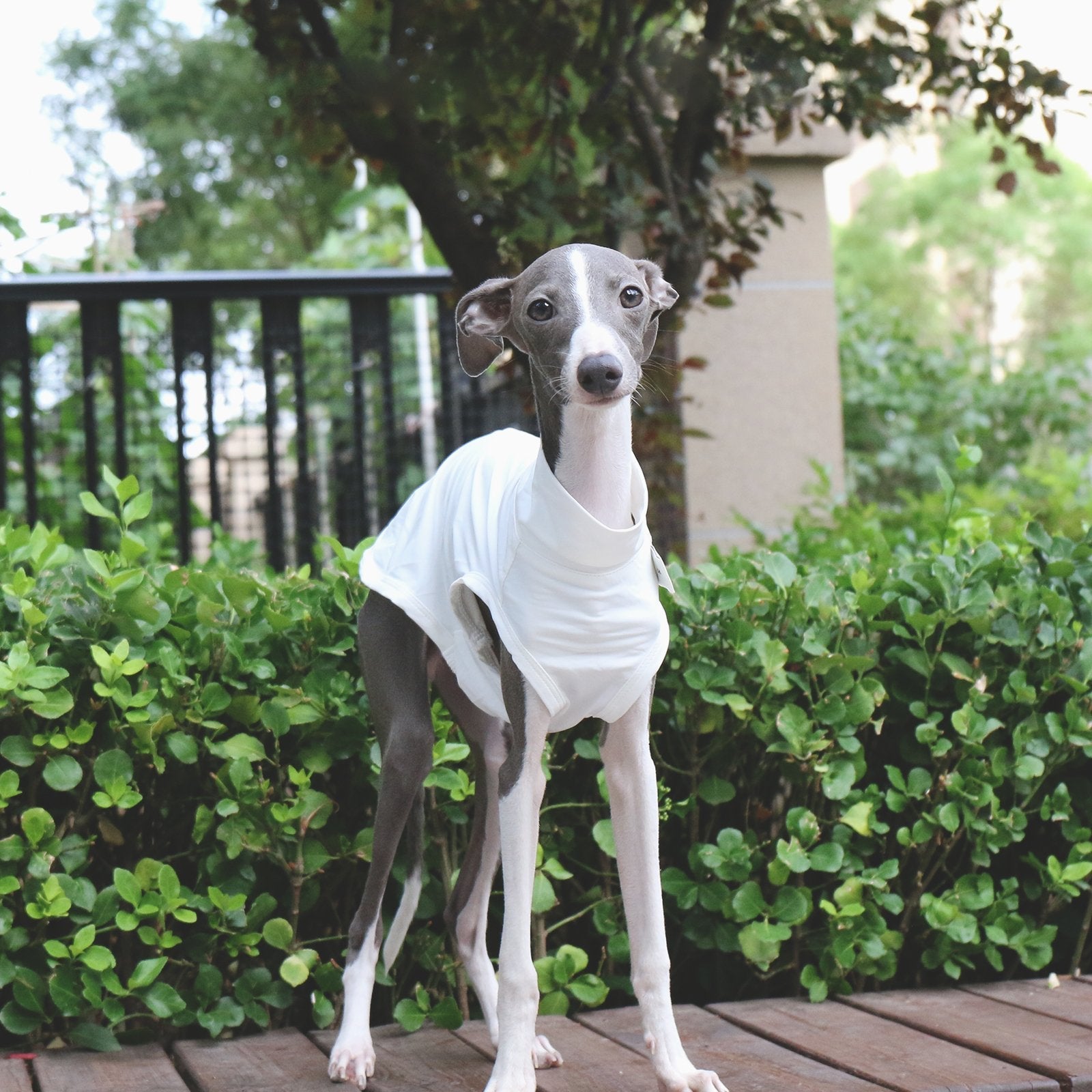Lightweight White Vest Breathable Summer Wear for Sighthounds - PIKAPIKA