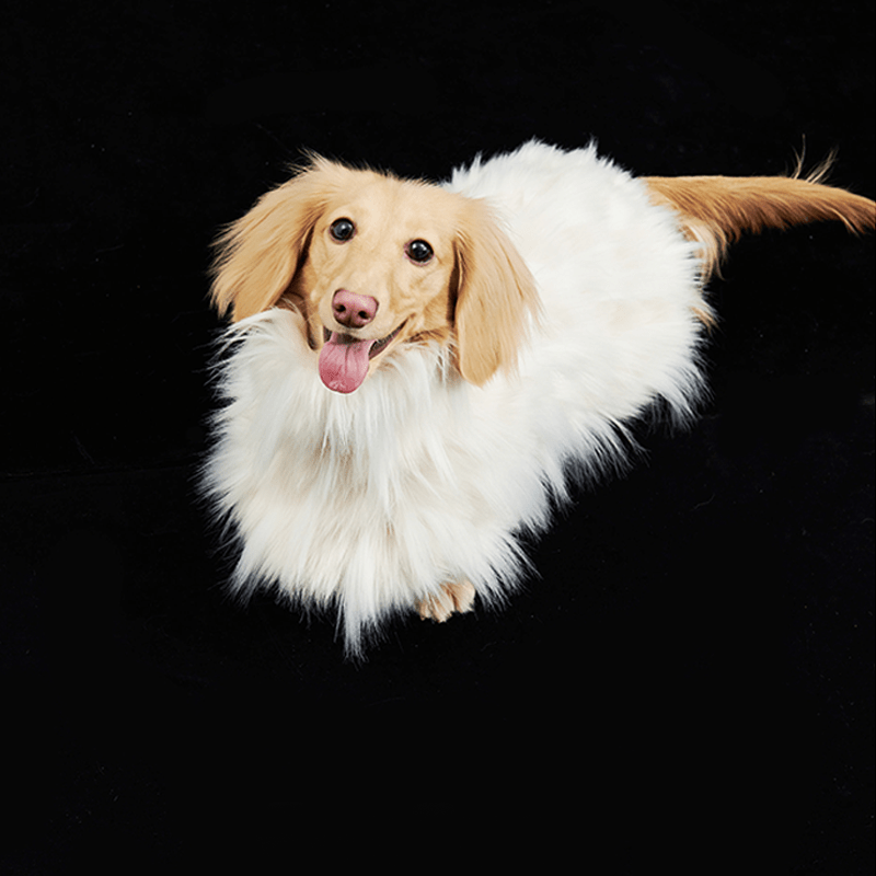 Luxury Dog Clothes Faux Fur Cape for Italian Greyhound Whippet - PIKAPIKA