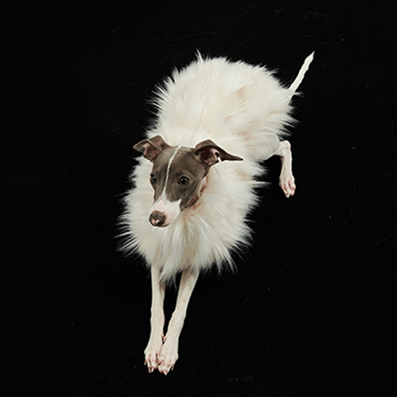 Luxury Dog Clothes Faux Fur Cape for Italian Greyhound Whippet - PIKAPIKA