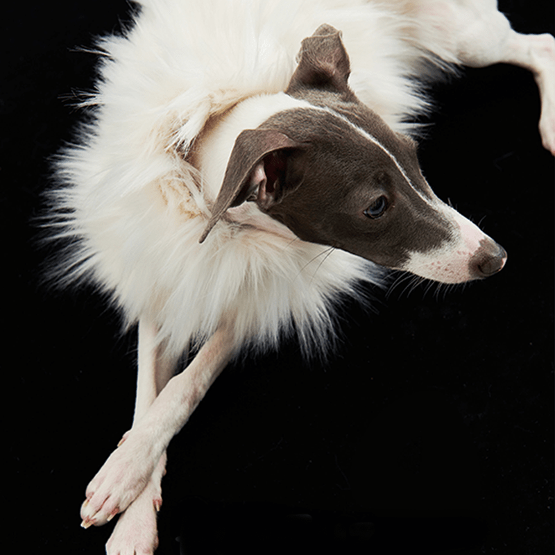 Luxury Dog Clothes Faux Fur Cape for Italian Greyhound Whippet - PIKAPIKA