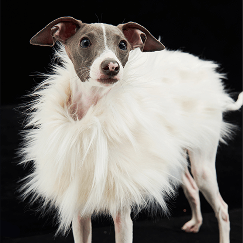 Luxury Dog Clothes Faux Fur Cape for Italian Greyhound Whippet - PIKAPIKA
