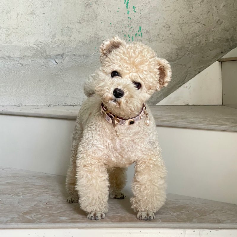 Monogram Dog Collar Leash Set PU Leather Adjustable - PIKAPIKA