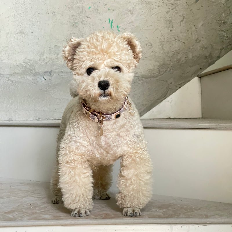 Monogram Dog Collar Leash Set PU Leather Adjustable - PIKAPIKA