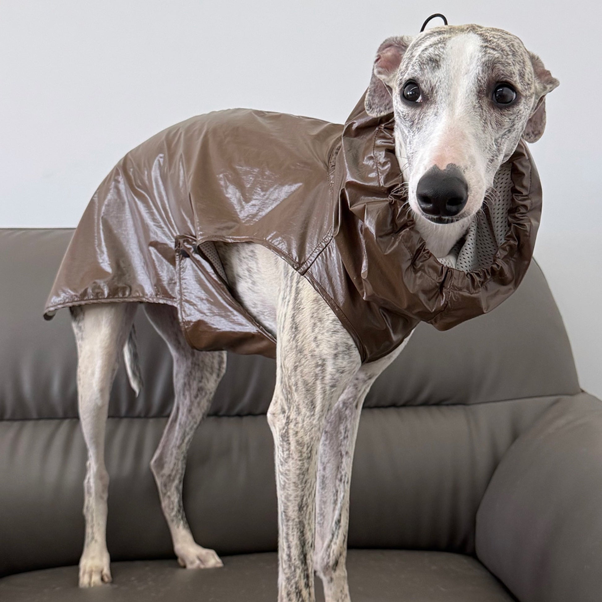 Outdoor Hooded Raincoat Waterproof Windproof Protective Jacket for Dogs - PIKAPIKA