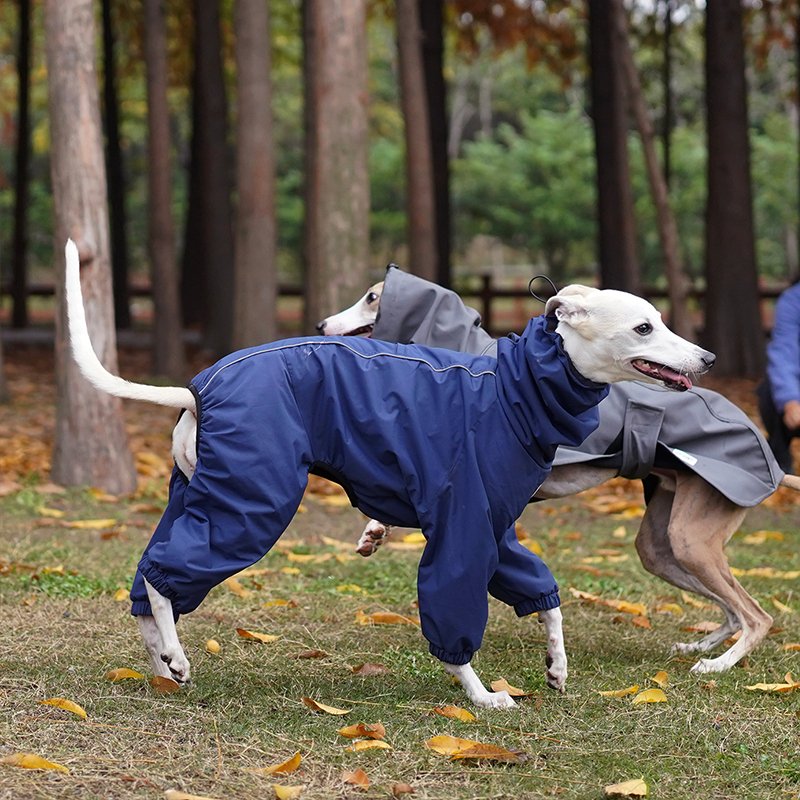 Outdoor Jacket Raincoat for Italian greyhound Whippet - PIKAPIKA
