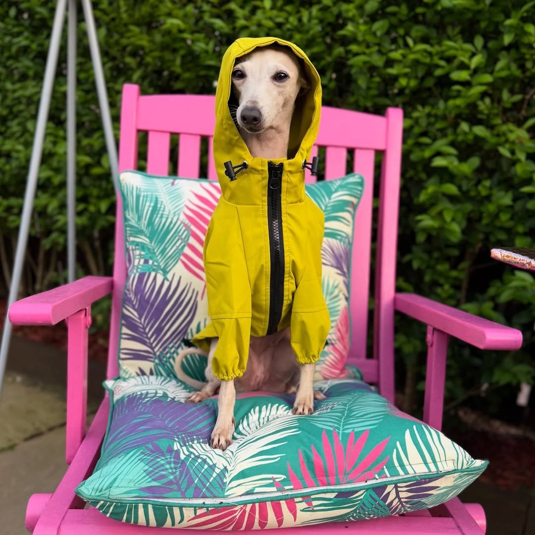 Outdoor Raincoats Fleece Jacket Italian greyhound Dog Clothes - PIKAPIKA
