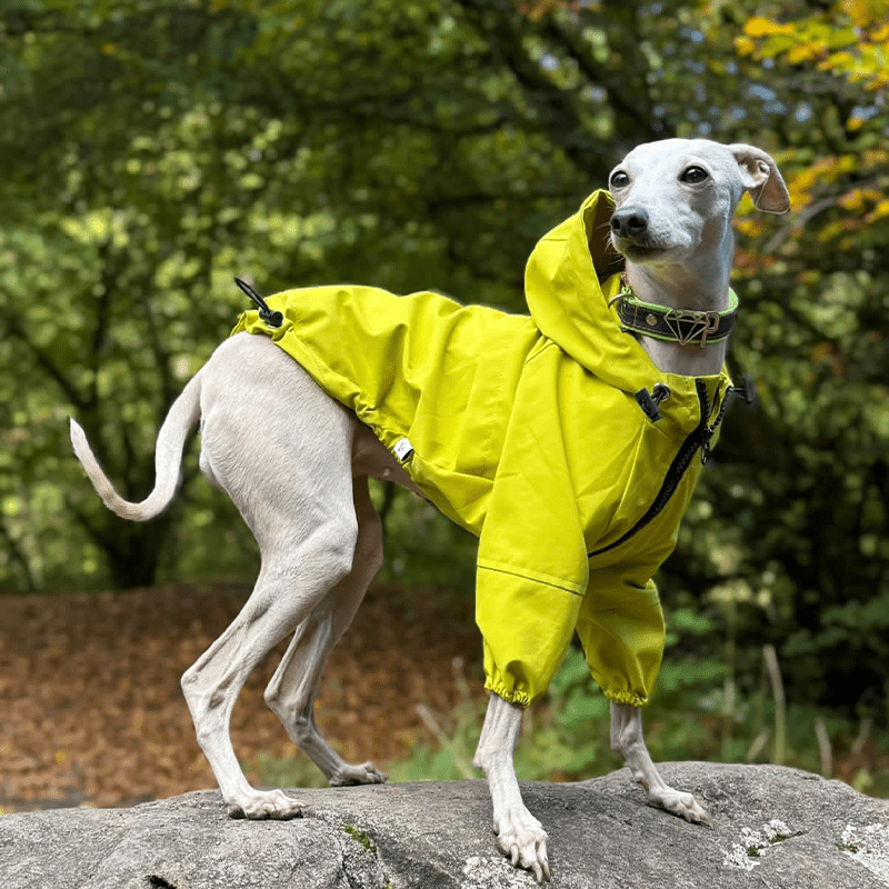 Outdoor Raincoats Fleece Jacket Italian greyhound Dog Clothes - PIKAPIKA