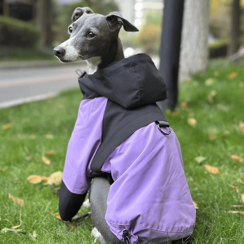 Outdoor Raincoats for Italian greyhound Whippet Dog Clothes - PIKAPIKA