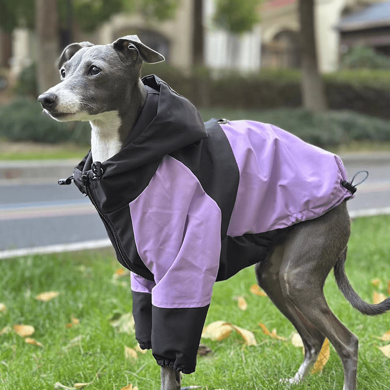 Outdoor Raincoats for Italian greyhound Whippet Dog Clothes - PIKAPIKA