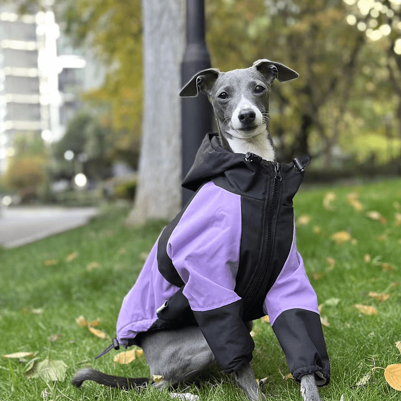 Outdoor Raincoats for Italian greyhound Whippet Dog Clothes - PIKAPIKA