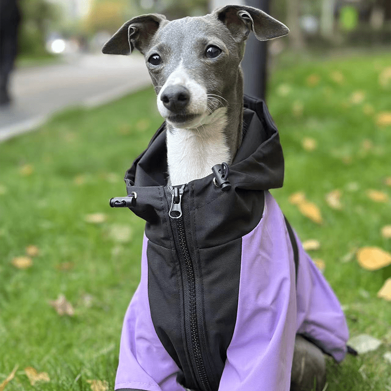 Outdoor Raincoats for Italian greyhound Whippet Dog Clothes - PIKAPIKA