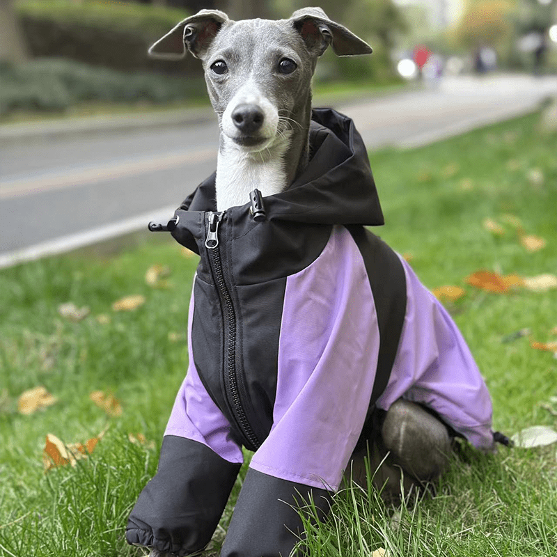 Outdoor Raincoats for Italian greyhound Whippet Dog Clothes - PIKAPIKA