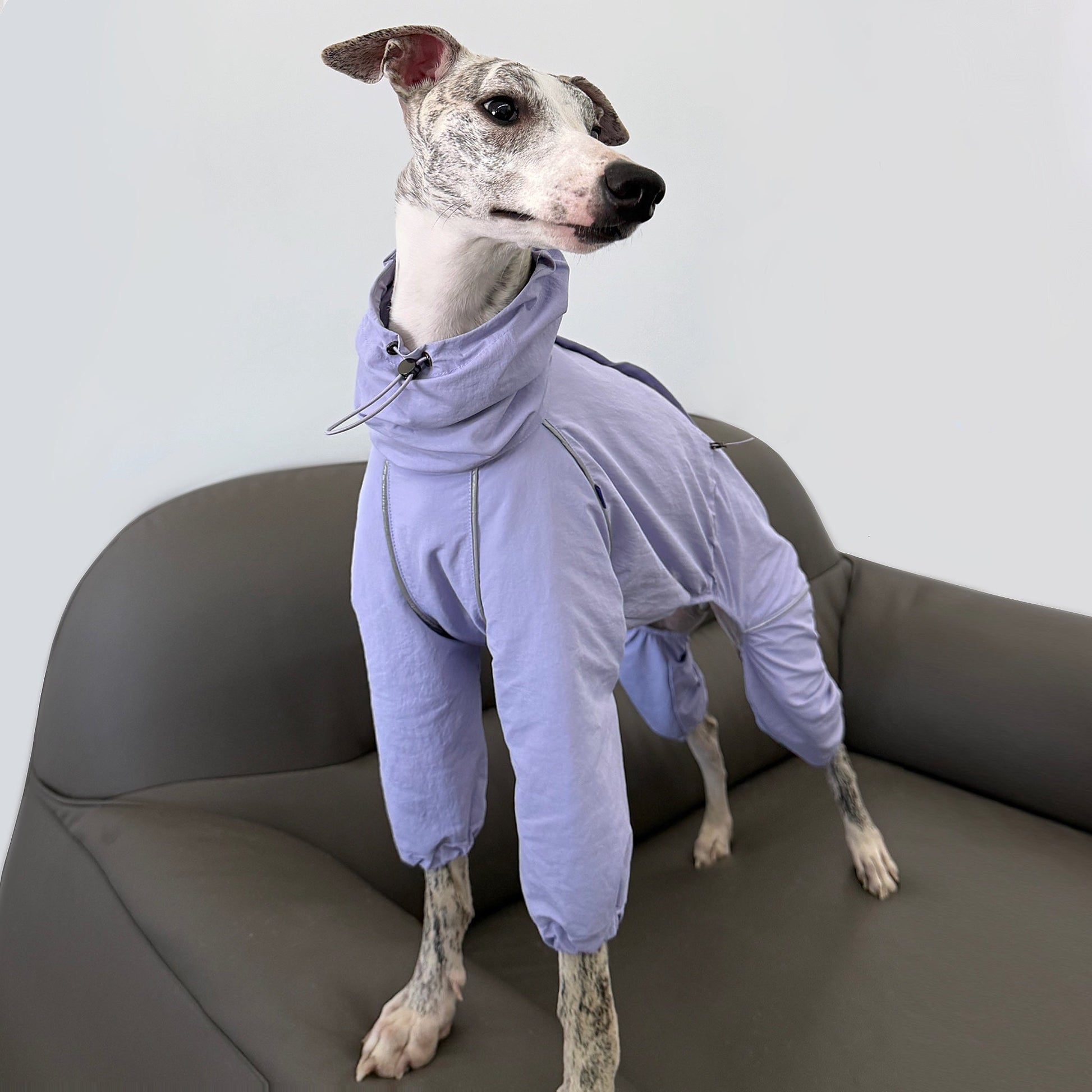 Outdoor Windproof Rain Jacket Lightweight Coat for Whippet - PIKAPIKA