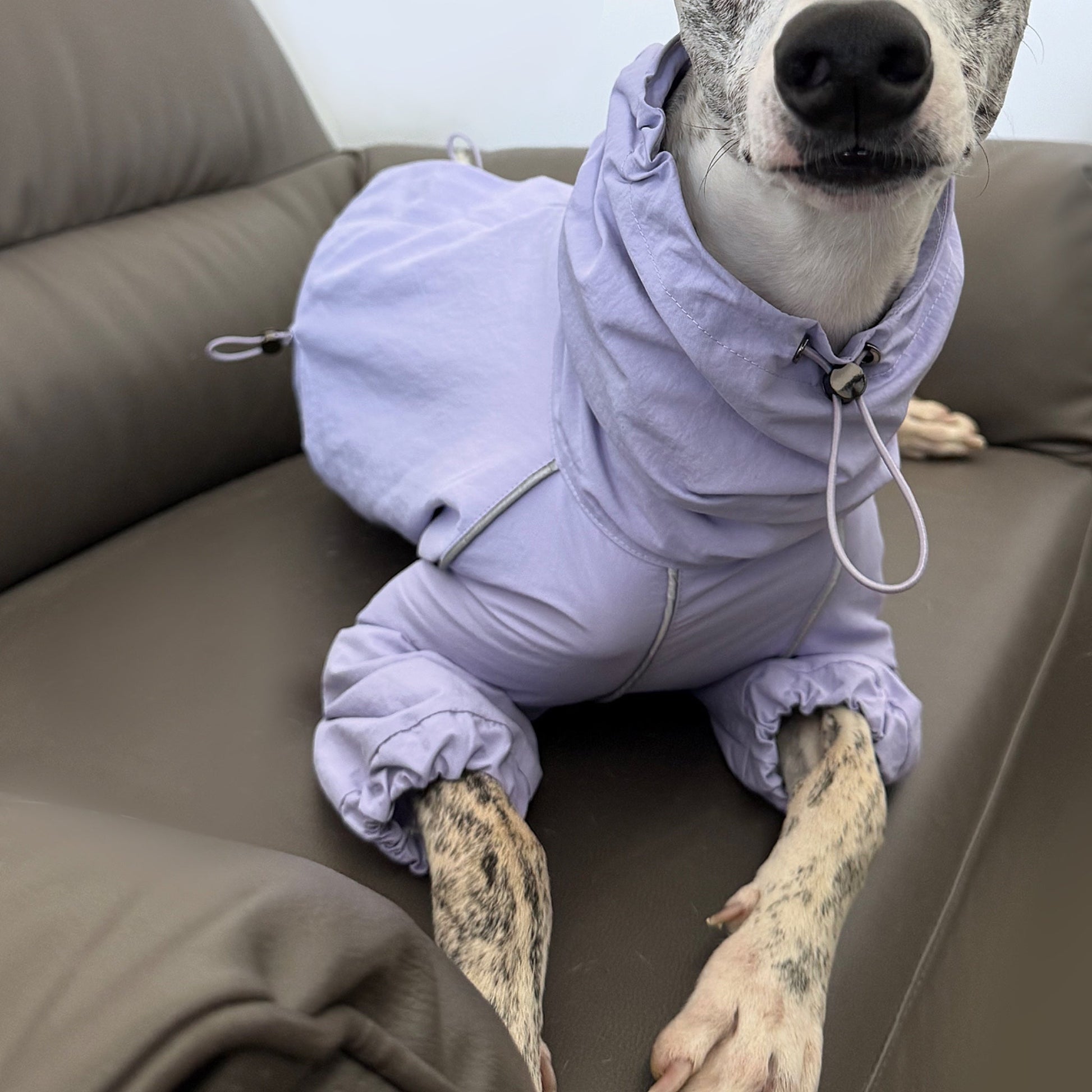 Outdoor Windproof Rain Jacket Lightweight Coat for Whippet - PIKAPIKA