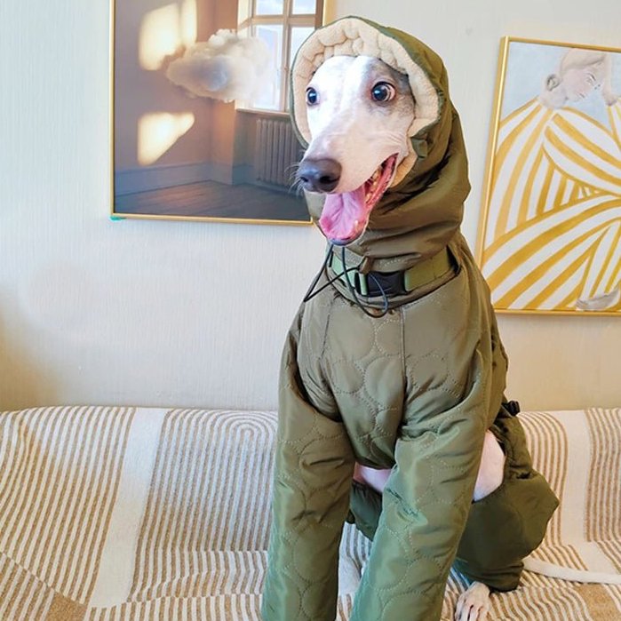 Padded Coat Parka Onesie for Italian greyhound Whippet Dog Clothes