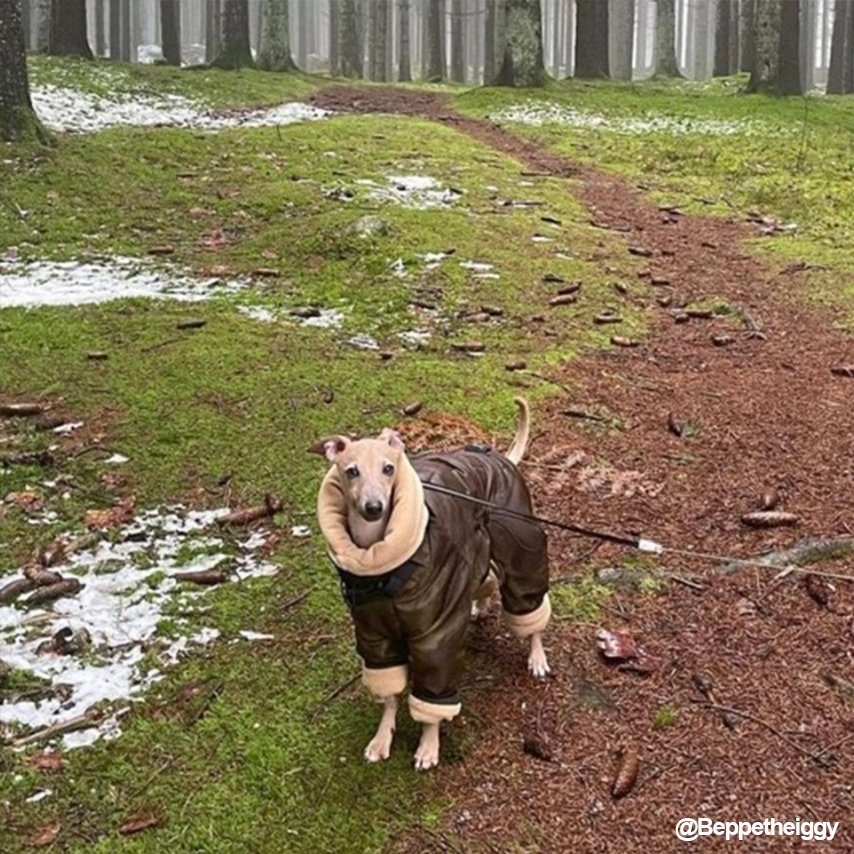 Padded Coat Parka Onesie for Italian greyhound Whippet Dog Clothes - PIKAPIKA