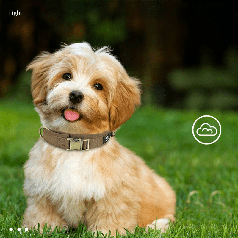 Personalized Dog Collar Anti - Lost Design for Outdoor Use - PIKAPIKA