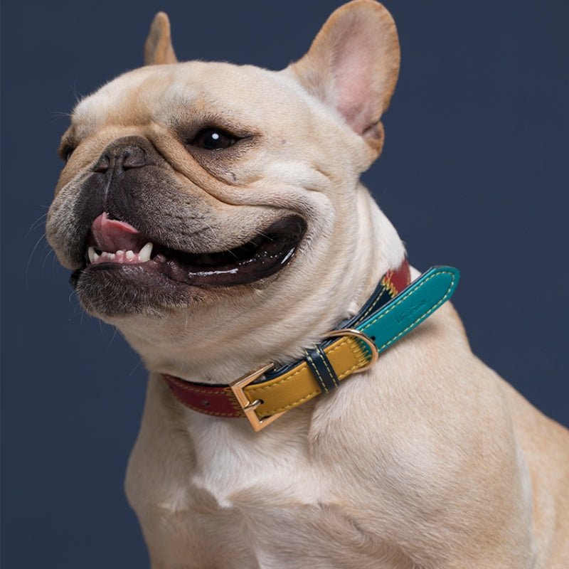 Personalized Pet Collar 4 ft Leash Set Anti - Lost Leather for Small Medium Dog - PIKAPIKA