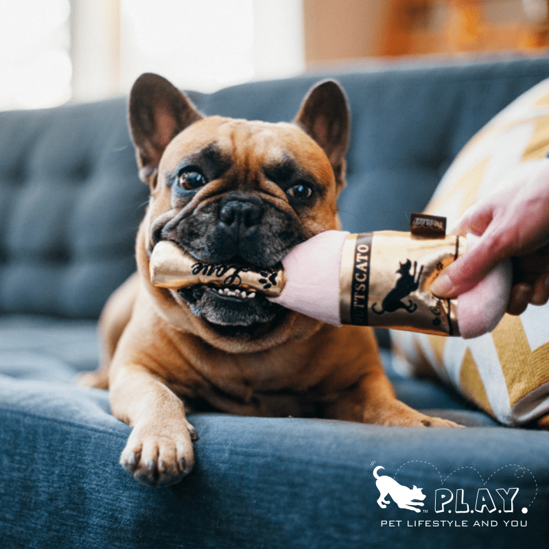 Plush Squeaky Dog Toy Valentine's Day Love Gift Champagne - PIKAPIKA