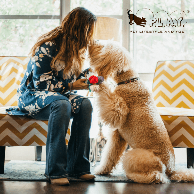 Plush Squeaky Dog Toy Valentine's Day Love Gift Champagne - PIKAPIKA