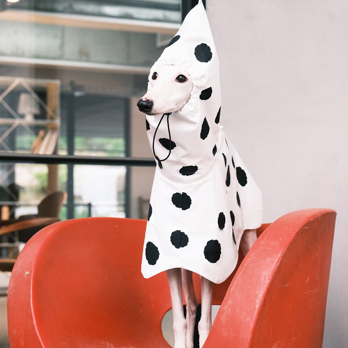 Polka Dots Raincoat Waterproof Jacket Greyhound Whippet (Pre - order 5 Days) - PIKAPIKA